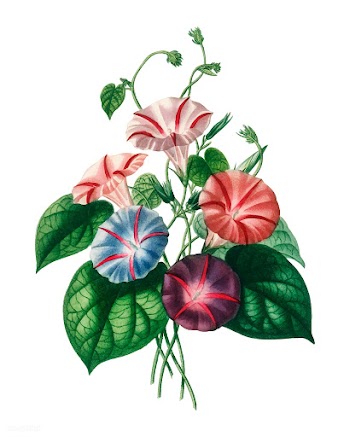 Morning-glory (Pharbitis hispida) illustrated.. | Free stock vector - 467453