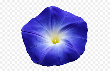 morning glory png download - 607*576 - Free Transparent Flower png ...