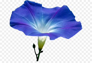 morning glory png download - 717*603 - Free Transparent Flower png ...