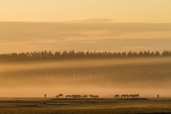 Morning in Hortobagy