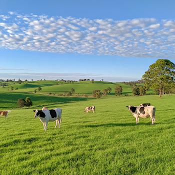 Morning Serenity on an Australian Farm