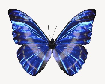 Morphidae butterfly, animal collage element | Free PSD - rawpixel