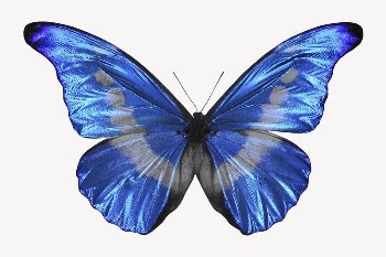 Morphidae butterfly, animal collage element | Free PSD - rawpixel