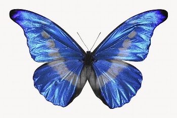 Morphidae butterfly, isolated on white | Free Photo - rawpixel