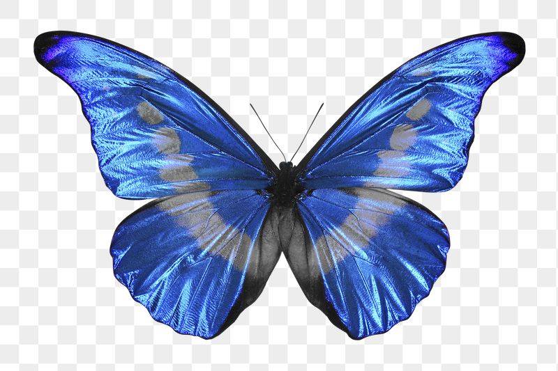 Morphidae butterfly png sticker, transparent | Free PNG - rawpixel