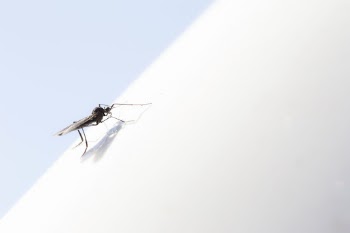 Mosquit, macro shot. Free public | Free Photo - rawpixel