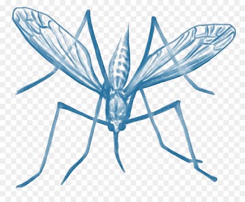 Mosquito, Art, Insect, Wing PNG