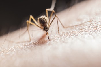 Mosquito Biting on Skin