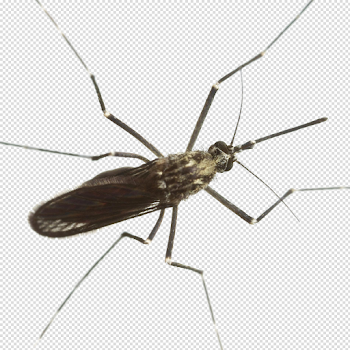 Mosquito Download PNG Image