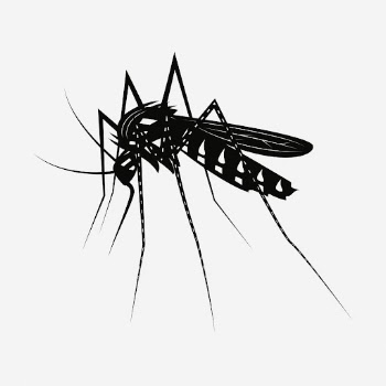 Mosquito drawing, vintage insect illustration. | Free Photo - rawpixel