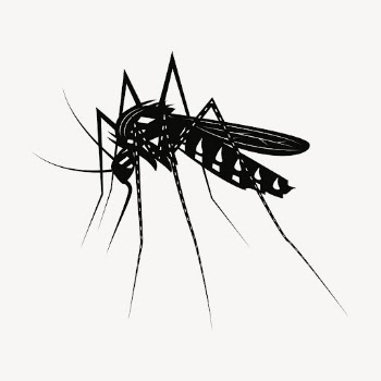 Mosquito drawing, vintage insect illustration | Free Vector - rawpixel