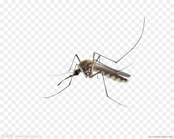 Mosquito Insect Membrane - Transparent mosquitoes 