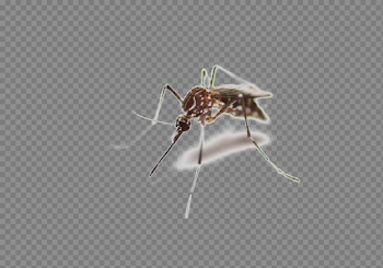 Mosquito PNG High-Quality Image