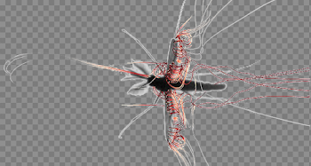 Mosquito PNG Image Background