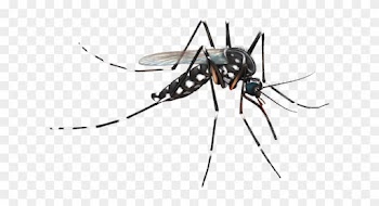 Mosquito Png - Mosquito Png