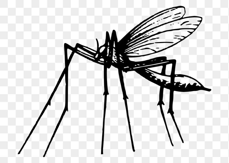Mosquito png sticker illustration, transparent | Free PNG - rawpixel