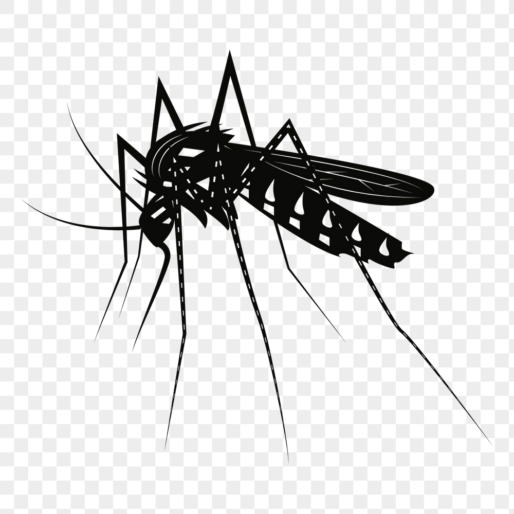 Mosquito png sticker, vintage insect | Free PNG - rawpixel
