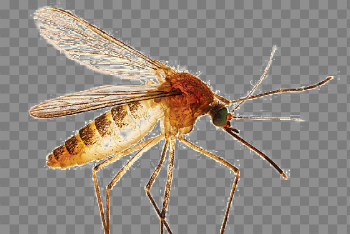 Mosquito Transparent Images