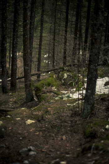 Moss-covered Stones in Middle of Woods
