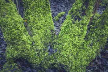 Moss on Tree