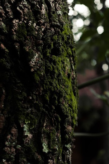Moss On Tree Trunk