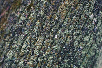 Mossy Brak Texture