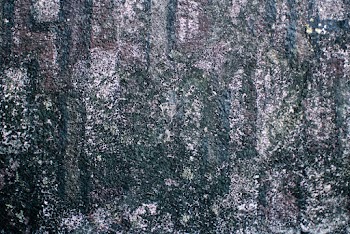 Mossy Concrete Wall