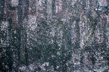 Mossy Concrete Wall