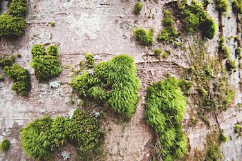 Mossy Tree