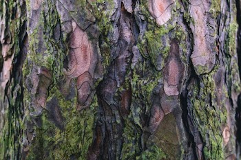 Mossy Tree Bark Texture