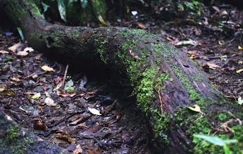 Mossy Tree Trunk On Forest Floor