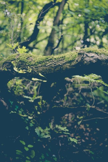 Mossy Trees