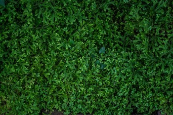 Mossy Wall