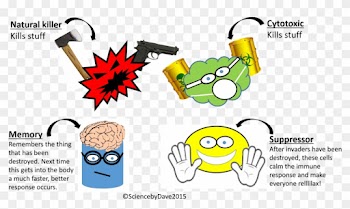 Most Important Of All The Adaptive Immune System Produces - Natural Killer Cell Cartoon