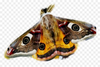 Moth, Butterfly, Insect, Cynthia Subgenus PNG