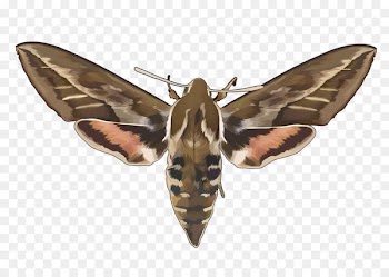 Moth Butterfly Insect wing Ant - butterfly 