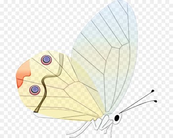 Moth, Insect, M Butterfly, Butterfly PNG