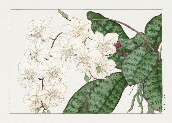Moth orchid flower, Japanese woodblock | Free Photo Illustration - rawpixel