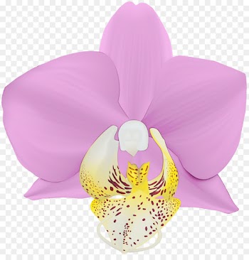 moth orchid petal pink flower violet