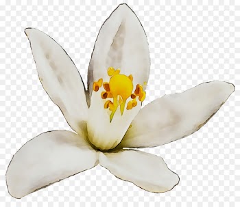 Moth orchids -  