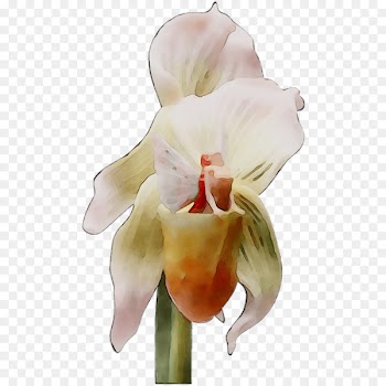Moth orchids Cattleya orchids Cut flowers -  