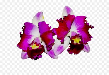 Moth orchids Cattleya orchids Cut flowers -  