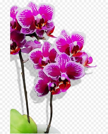 Moth orchids Cattleya orchids Cut flowers Purple -  