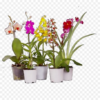 Moth orchids Cattleya orchids Flowerpot Cut flowers -  