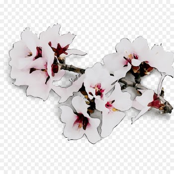 Moth orchids Cut flowers -  