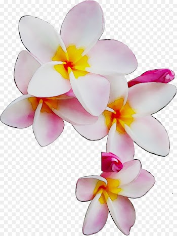 Moth orchids Cut flowers -  