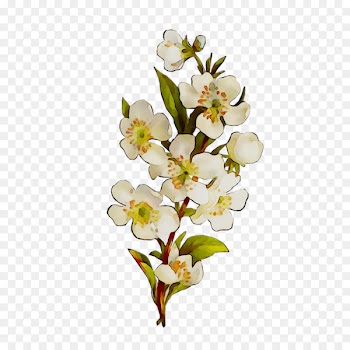 Moth orchids Cut flowers Floral design -  