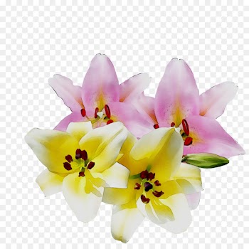 Moth orchids Cut flowers Floral design Flower bouquet -  