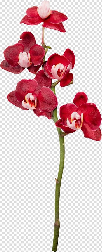 Moth orchids Cut flowers , flower transparent background PNG clipart