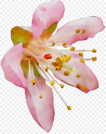 Moth orchids Cut flowers Pink M -  